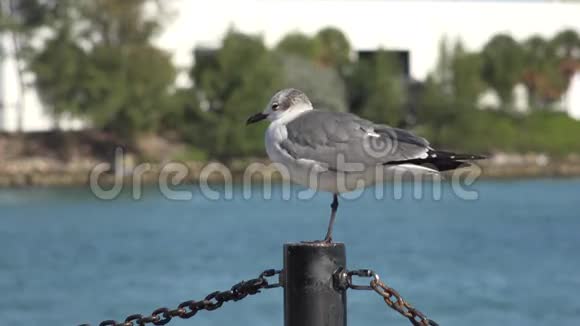 鸟坐在码头的柱子上视频的预览图