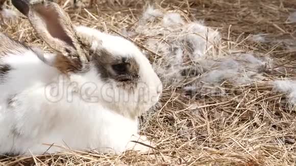农场里五颜六色的兔子接触动物园的家畜4K视频的预览图