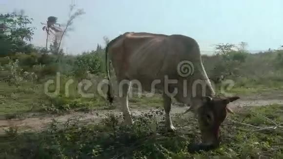 奶牛在牧场特写视频的预览图