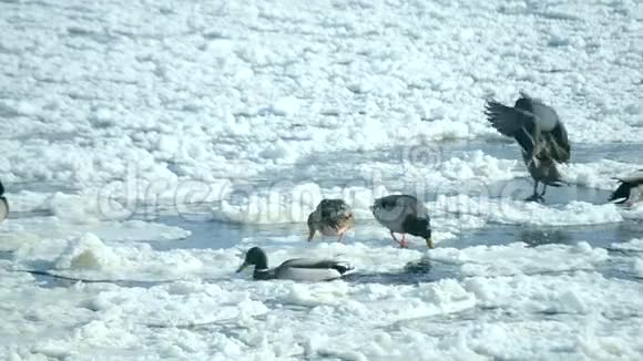 冬天鸭子在雪地里的水面上游泳视频的预览图