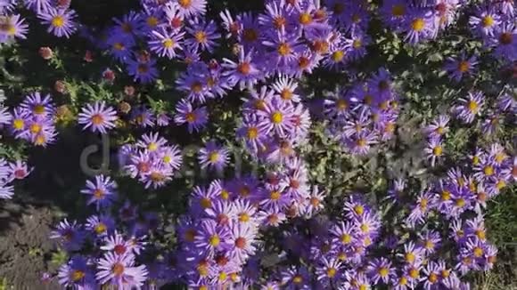 五彩缤纷的秋紫星号背景视频的预览图