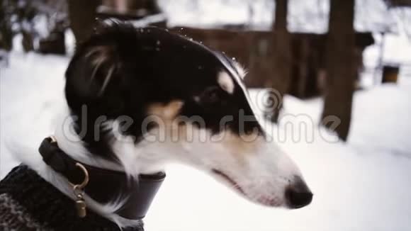 俄罗斯猎犬关于冬季自然视频的预览图