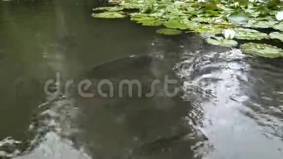 池塘里一大群鲤鱼在等面包视频的预览图