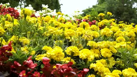 背景的莫特利明亮的花园花把摄像机移过来视频的预览图