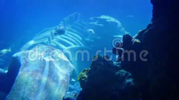 鱼游在海下的鲸鱼骨架周围视频的预览图