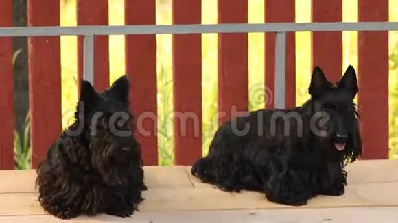 两只狗在秋千上视频的预览图