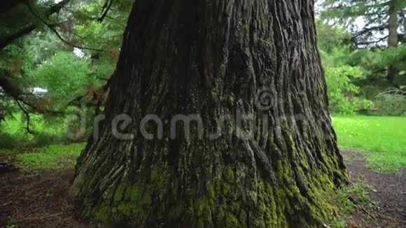 沿着一棵老大树的树干飞行视频的预览图