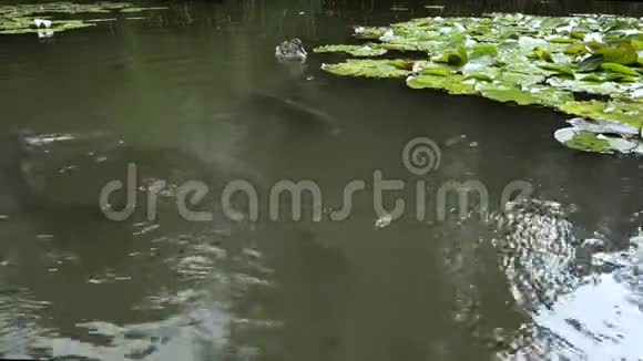 泥塘里的大鲤鱼一只鸭子漂浮在远处视频的预览图