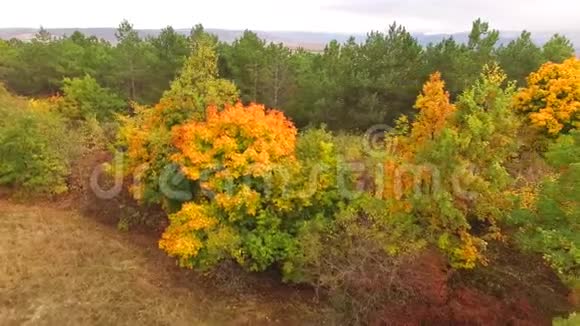 无人机在秋天的森林边飞行视频的预览图
