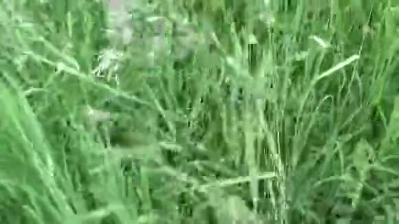 夏季野外活动中的鸡足鸭绿色草地主观镜头关闭镜头视频的预览图