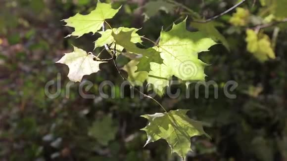 秋黄枫叶的一枝视频的预览图