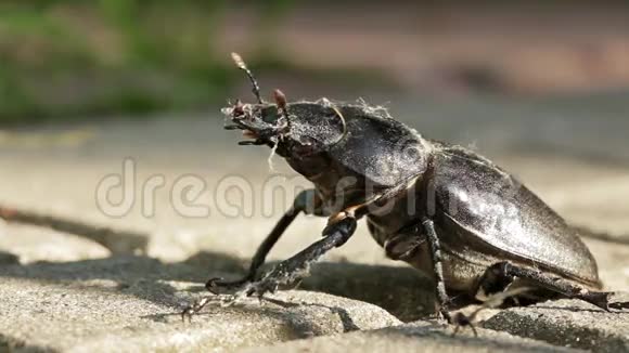 大黑甲虫雄鹿视频的预览图