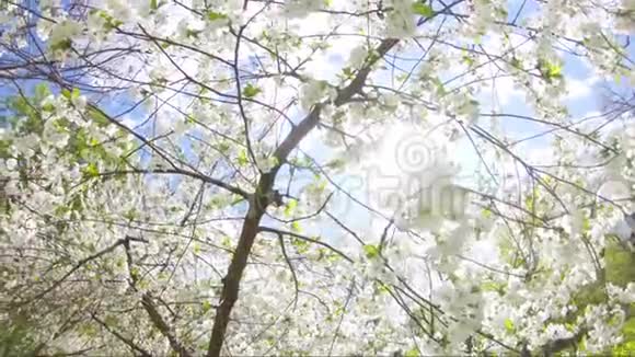 春天的花朵在树上盛开视频的预览图
