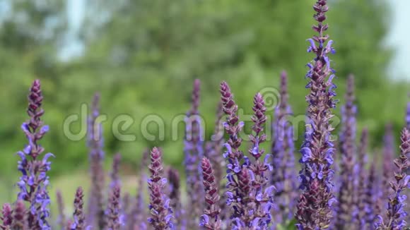 采紫花蜜的蜜蜂视频的预览图