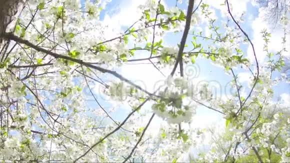 春天的花朵在树上盛开视频的预览图