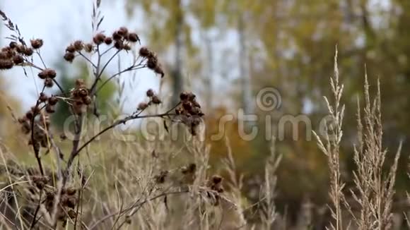 秋草与山楂背景模糊视频的预览图