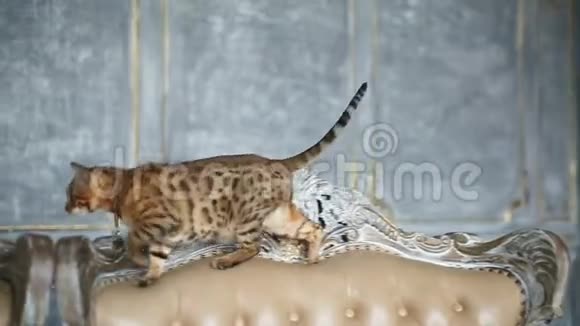 美丽的孟加拉猫在沙发上视频的预览图