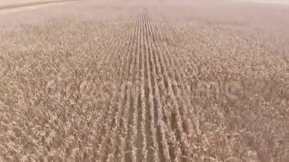 美丽的4k空中全景观看巨大的有机小麦种植场准备在夏季阳光明媚的日子收割庄稼视频的预览图