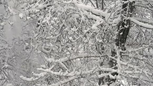 密森林降雪视频的预览图