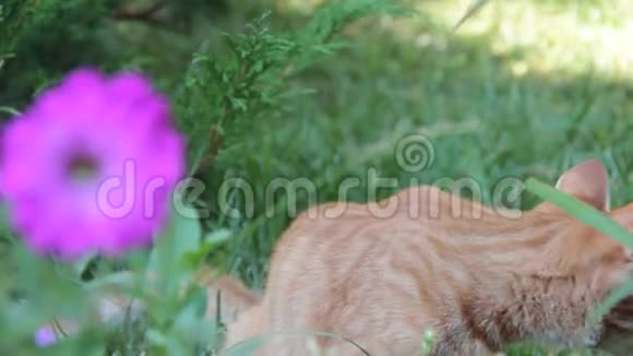 草地上的红猫草好奇夏天的样子视频的预览图