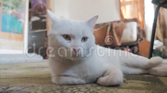 躺在房间地板上的老白猫旧概念猫生病宠物猫躺在地板上改变了他的生活方式视频的预览图