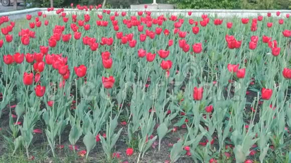 公园里放着美丽的红色郁金香视频的预览图