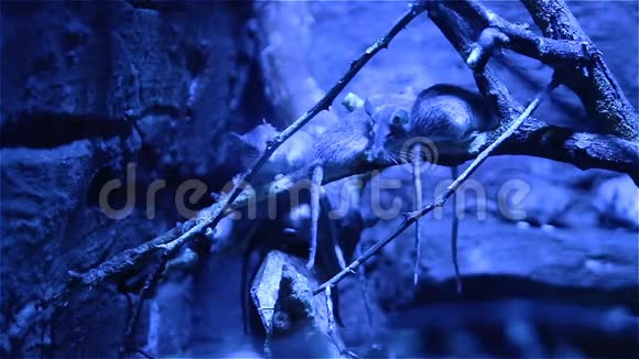 模拟啮齿动物老鼠在自然栖息地过夜夜间射击视频的预览图