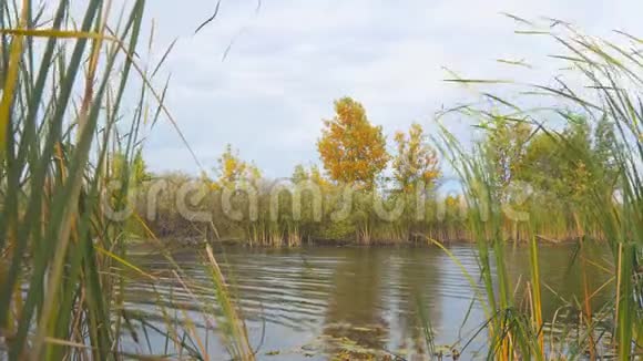 一棵小湖岸上有黄秋叶的树视频的预览图