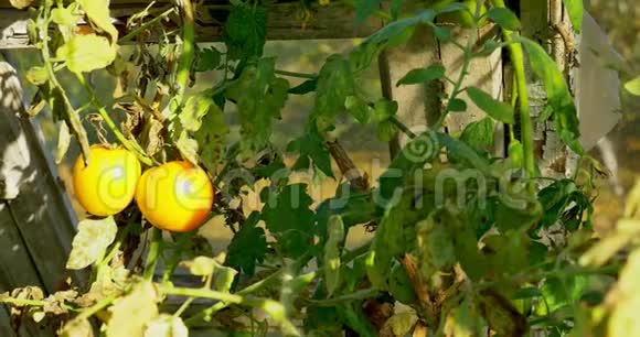 热房子里的绿色番茄在生长家居屋生态花园视频的预览图