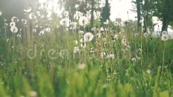 蒲公英的种子在风中吹起春天公园的青草视频的预览图