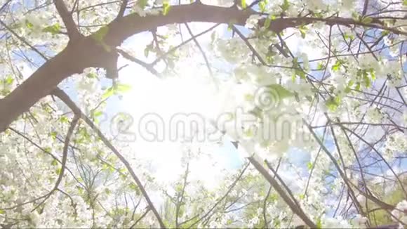 春天的花朵在树上盛开视频的预览图