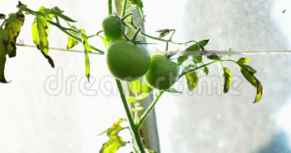 热房子里的绿色番茄在生长家居屋生态花园视频的预览图