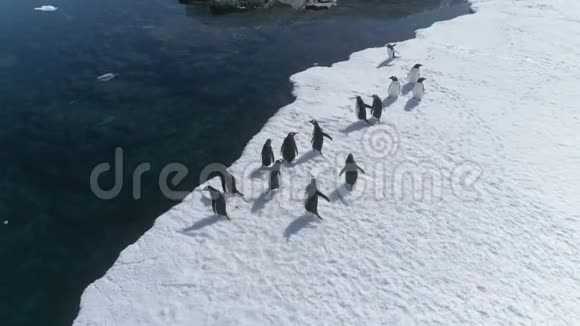 南极洲企鹅鸟瞰视频的预览图