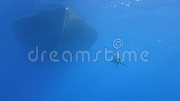 海洋白鳍鲨视频的预览图