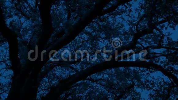 微风中晚树视频的预览图