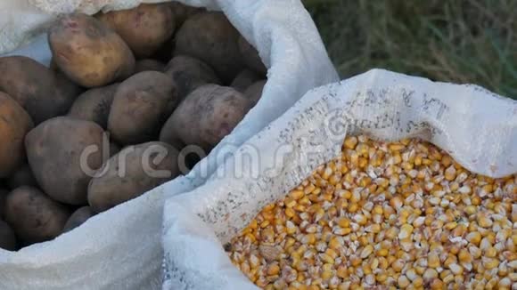 秋收一袋土豆和玉米种子视频的预览图