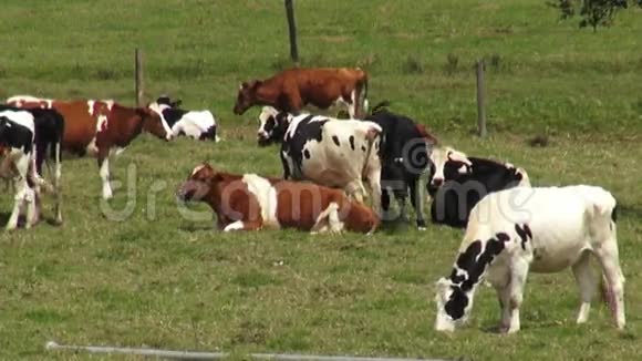奶牛牧场放牧农场视频的预览图