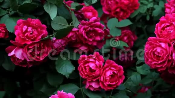初夏盛开的美丽的粉红色玫瑰花丛视频的预览图