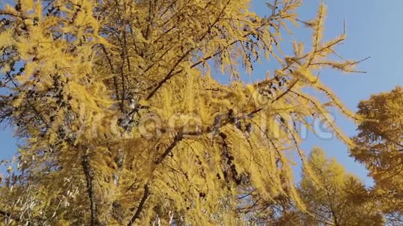西伯利亚落叶松的黄色分支视频的预览图