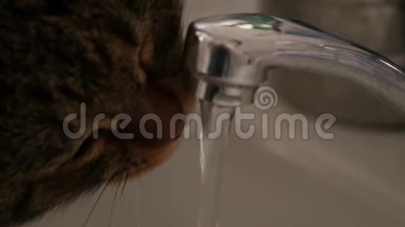 不错的猫从水龙头里喝水慢动作视频的预览图