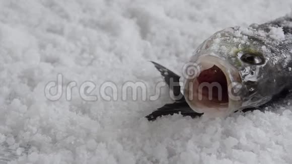生的海鲈鱼在咸的背景健康饮食成分视频的预览图