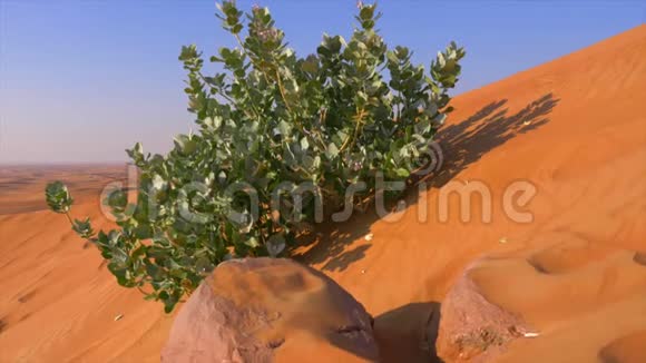 生长在黄沙上的绿色灌木沙丘上的绿色植物和野生自然视频的预览图