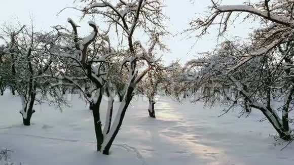 日落时分空中北欧冬季景观飞越雪山森林视频的预览图