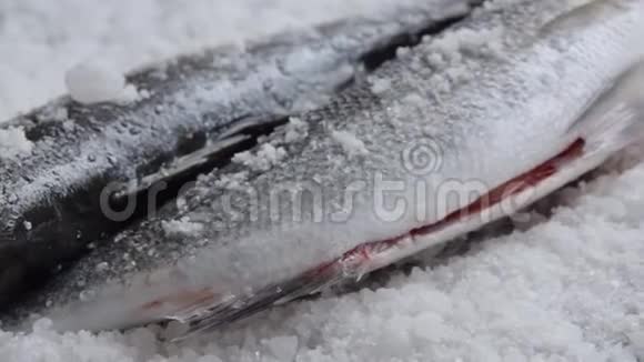 生的海鲈鱼在咸的背景健康饮食成分视频的预览图