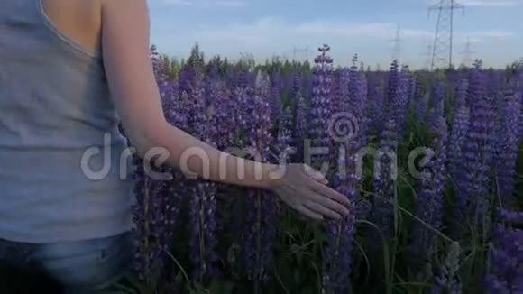 在日落时手女孩在美丽的田野里触摸紫色的花慢动作视频的预览图