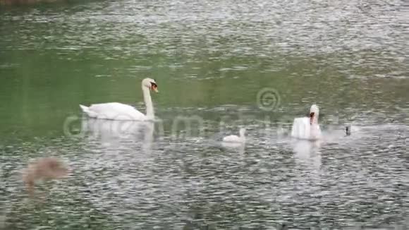 天鹅和天鹅在湖上游泳视频的预览图