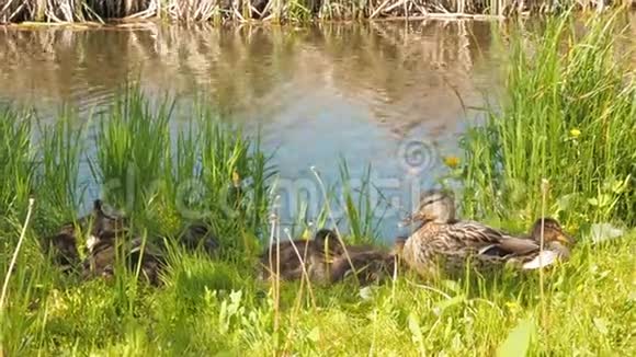 一只鸭子和小鸭子躺在水边一只可爱的母鸭走着她的小鸭子视频的预览图