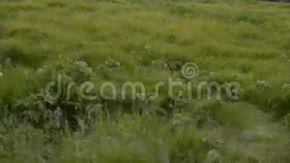 风中吹过的草无缝循环视频的预览图