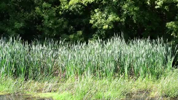 芦苇生长在河岸上视频的预览图