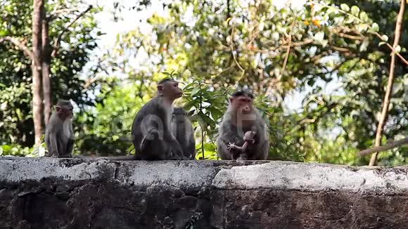 热带森林里的猴子视频的预览图